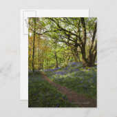 Blauholz Postkarte (Vorne/Hinten)