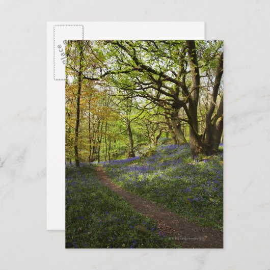 Blauholz Postkarte (Vorne/Hinten)