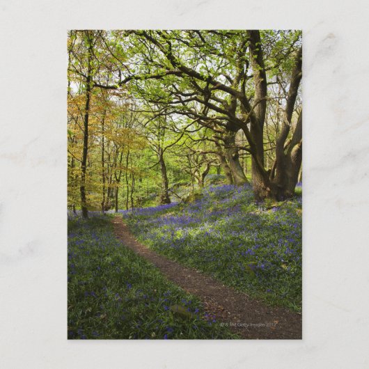 Blauholz Postkarte (Vorderseite)