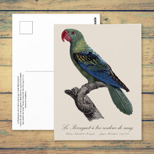 Blaukappenpapagei, Tanygnathus Megalorynchos Postkarte