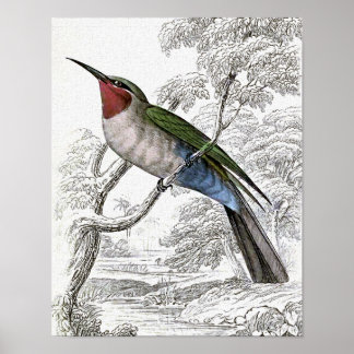 Blaukehl-Bienenfresser Vintage-Illustration Poster