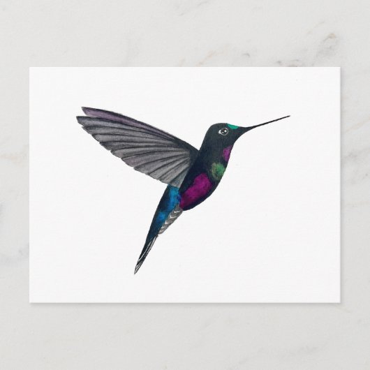 Blaukehl-Sternkolibri Postkarte (Vorderseite)