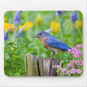Blaukehlchen-Männchen auf Zaunpfosten im Blumengar Mousepad