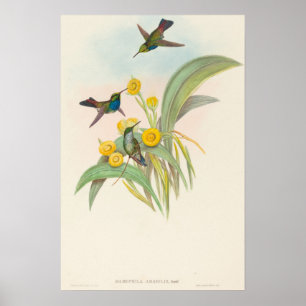 Blaukehlkolibris von John Gould Poster