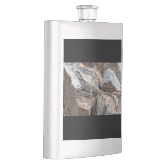 BlaukopfAgama Flachmann (Rechts)