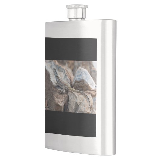 BlaukopfAgama Flachmann (Links)