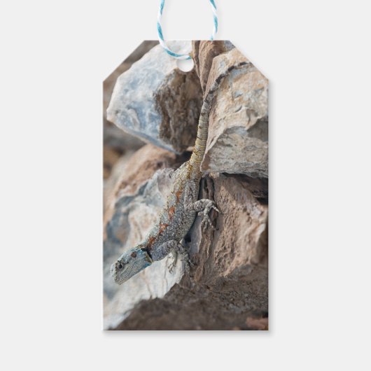 BlaukopfAgama Geschenkanhänger (Vorderseite)