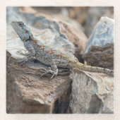 BlaukopfAgama Glasuntersetzer (Vorderseite)