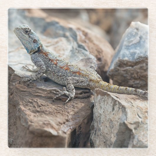 BlaukopfAgama Glasuntersetzer (Vorderseite)