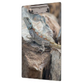 BlaukopfAgama Klemmbrett (Links)