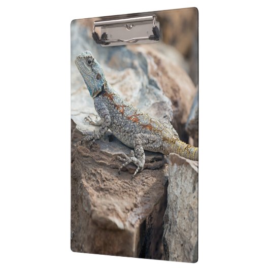 BlaukopfAgama Klemmbrett (Links)