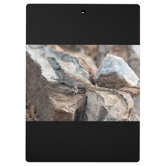 BlaukopfAgama Klemmbrett (Rückseite)