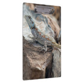 BlaukopfAgama Klemmbrett (Rechts)