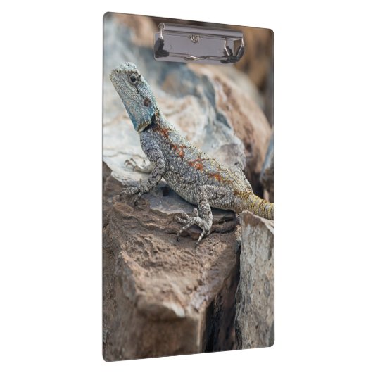 BlaukopfAgama Klemmbrett (Rechts)