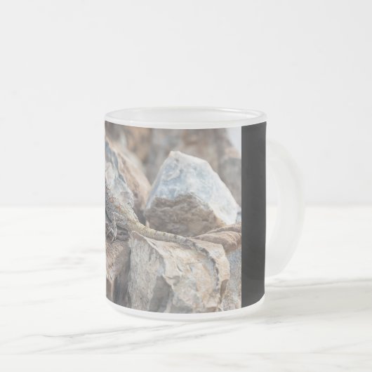 BlaukopfAgama Mattglastasse (VorderseiteRechts)