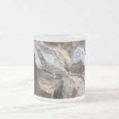 BlaukopfAgama Mattglastasse (Mittel)