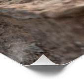 BlaukopfAgama Poster (Ecke)