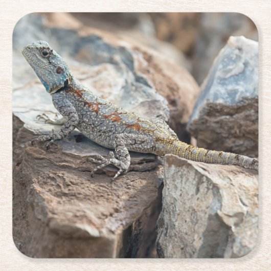 BlaukopfAgama Rechteckiger Pappuntersetzer (Vorderseite)