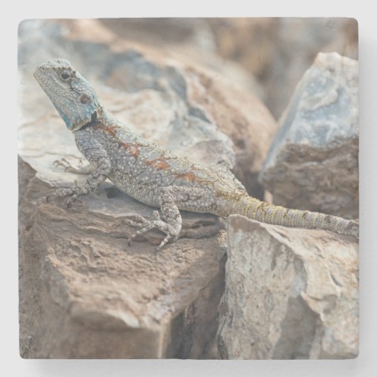 BlaukopfAgama Steinuntersetzer (Vorderseite)