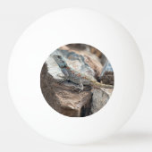 BlaukopfAgama Tischtennisball (Rückseite)
