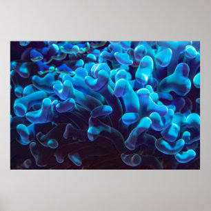 Blaukoralle Poster