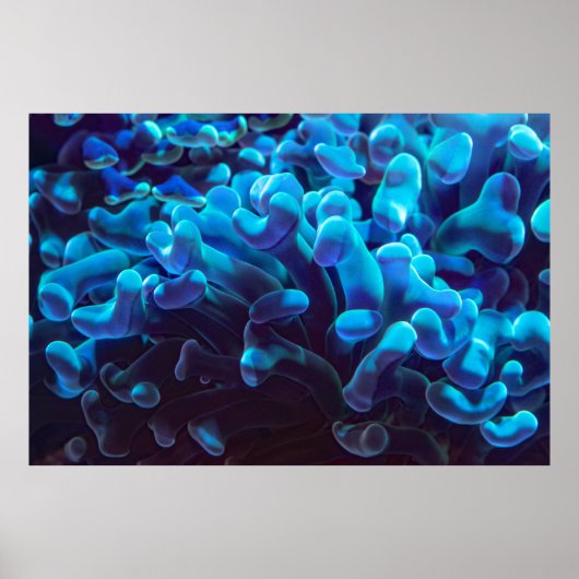 Blaukoralle Poster (Vorne)