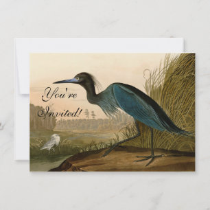 Blaukranich-Reiher-Audubon-Druck Küstenkunst Einladung