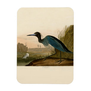 Blaukranich-Reiher-Audubon-Gemälde Magnet