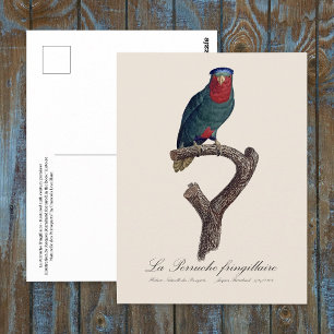 Blaukronenlori, Vini Australis Postkarte