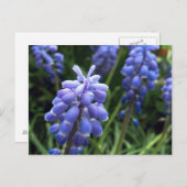 Blaulenzer Postkarte (Vorne/Hinten)