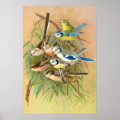 Blaumeise - Langschwanzmeise, Vintage Vögel Poster (Vorne)