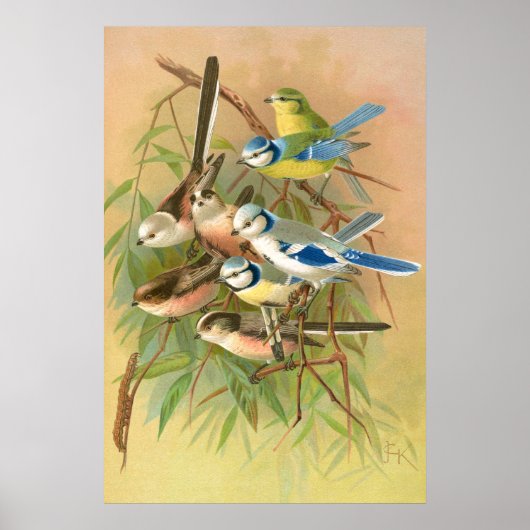 Blaumeise - Langschwanzmeise, Vintage Vögel Poster (Vorne)