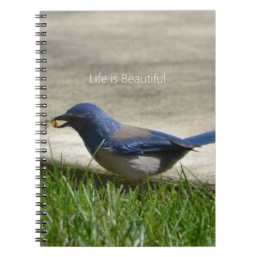 Blaumeisengras (meine Fotografie) Notizblock (Vorderseite)