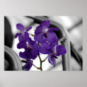 Blauorchid Print Poster (Vorne)
