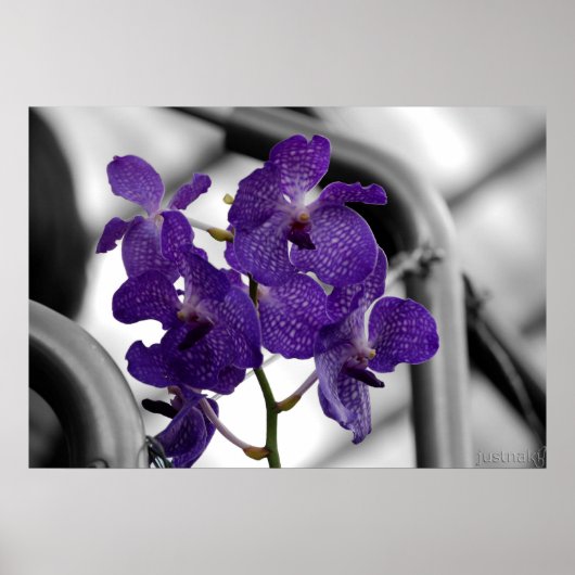 Blauorchid Print Poster (Vorne)