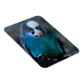 Blauparakeet Magnet (Rechte Seite)