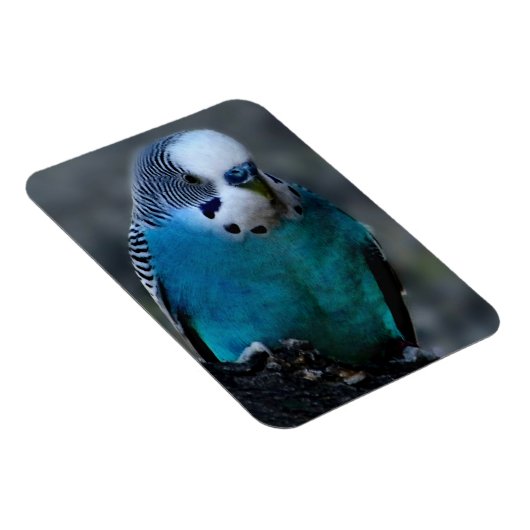 Blauparakeet Magnet (Rechte Seite)