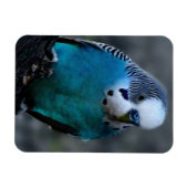 Blauparakeet Magnet (Horizontal)