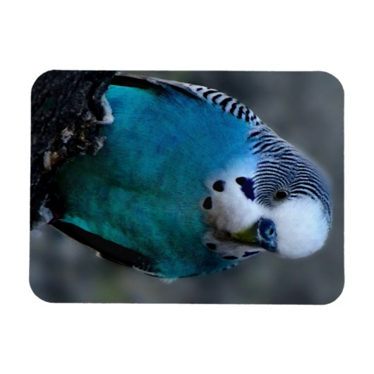 Blauparakeet Magnet (Horizontal)
