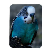 Blauparakeet Magnet (Vertikal)