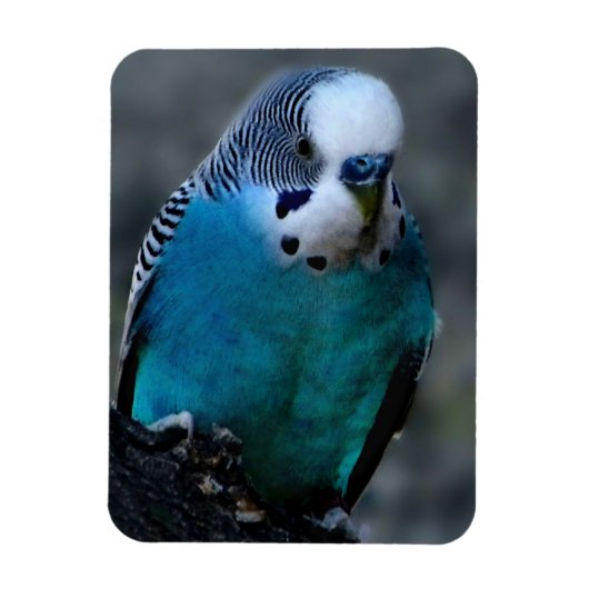 Blauparakeet Magnet (Vertikal)