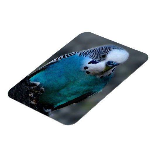Blauparakeet Magnet (Linke Seite)