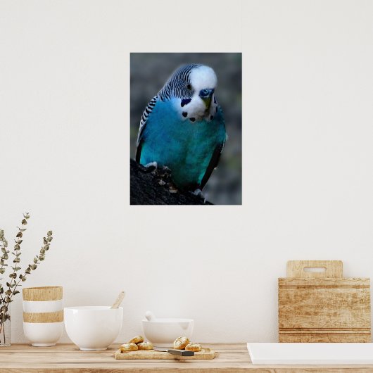 Blauparakeet Poster (Küche)