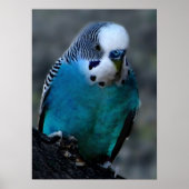 Blauparakeet Poster (Vorne)