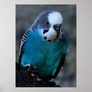 Blauparakeet Poster