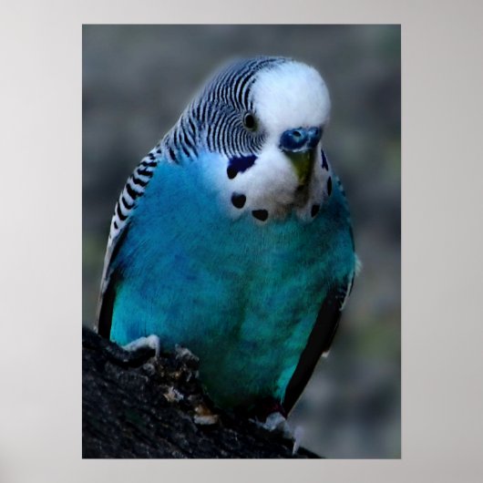 Blauparakeet Poster (Vorne)
