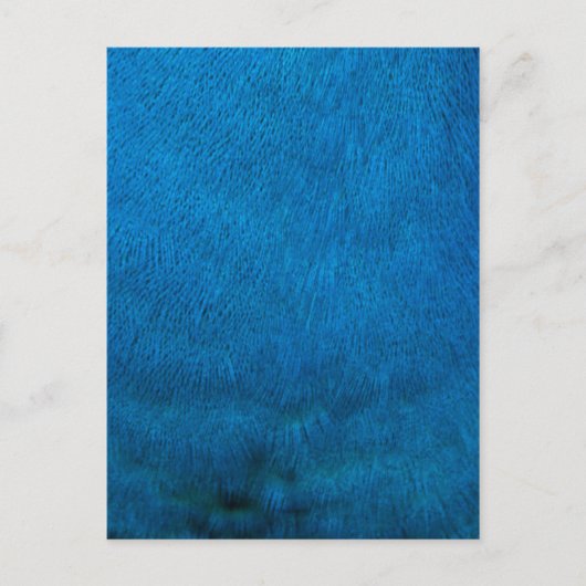 Blaupfauenfedern Postkarte (Vorderseite)