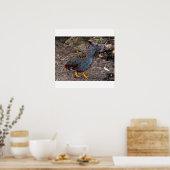 Blaureife Quailmoose-Poster Poster (Küche)