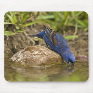 Blauroter Kardininal trinkt am Gartenteich, Mousepad
