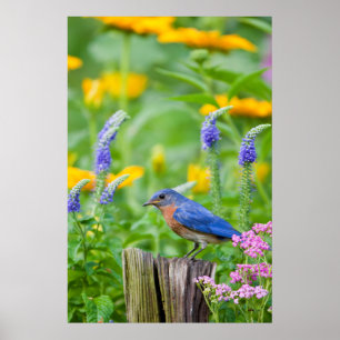 Blaurücken-Waldsänger-Männchen auf Zaunpfosten im Poster